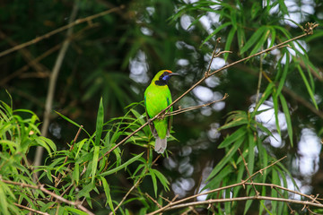 Golden-fronted leafbird on the branch