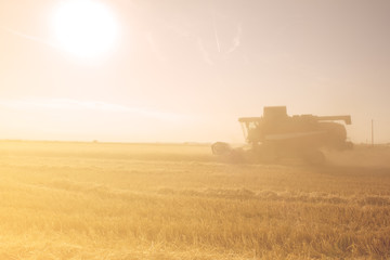 Fototapeta premium Combine harvester working on the wheat field