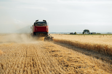 Obraz premium Combine harvester harvesting wheat on sunny summer day