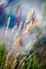 beautiful grass bents on the background of blue water