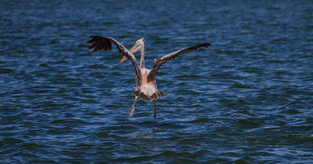 Spot-billed pelican( Pelecanus philippensis)