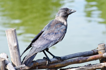 birds on the lake