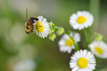 Bee on camomile