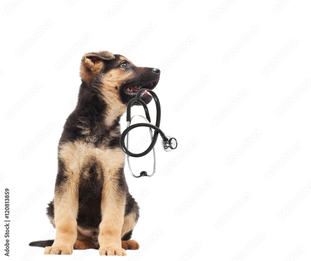 Wall mural puppy vet and stethoscope