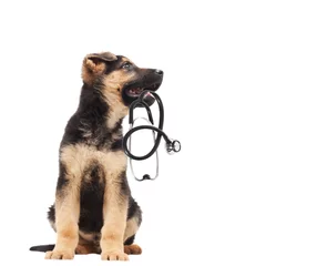 Deurstickers puppy vet and stethoscope © Happy monkey