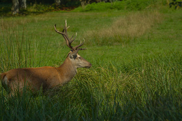 Rotwild auf der Lichtung