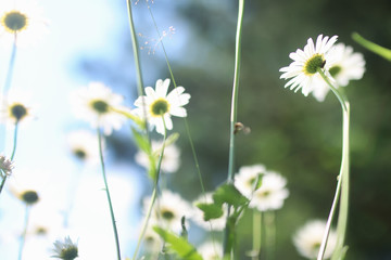 daisy and jasmine bush in summer