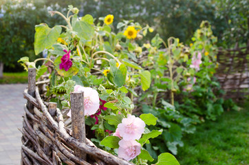 the quickset hedge