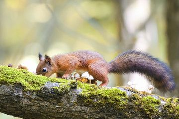 red fluffy squirrel walking in the woods and collecting mushrooms and nuts