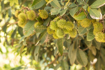 Young rambutan