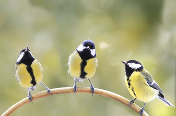 three birds of the tit sitting on a branch and look in different directions