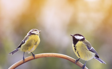 two birds of a blue tit sitting on a branch facing each other and looking up