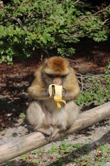 monkey