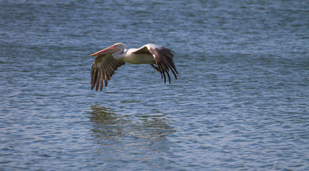 Spot-billed pelican( Pelecanus philippensis)