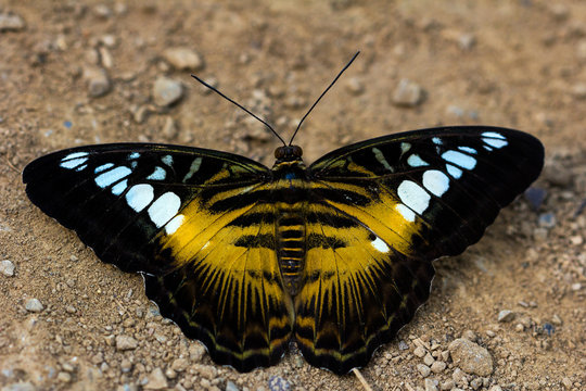Parthenos sylvia butterfly