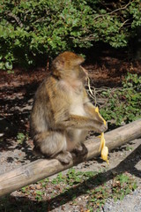 monkey