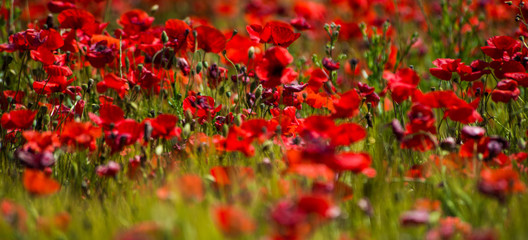 Poppies field