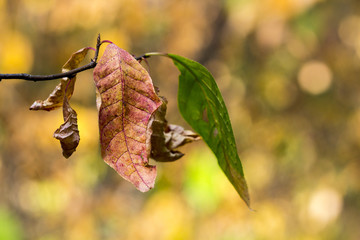 Autumn color leafs in deep forest. Abstract background.