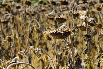 Fresh sunflower seeds Abstract background.