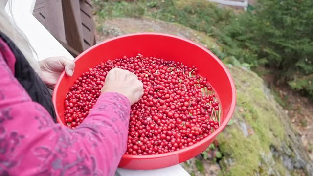 Farmer cleaning berries in the garden. Slow motion