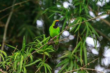 Golden-fronted leafbird on the branch