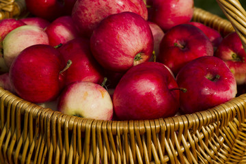 Red apples in wooden wicker basket