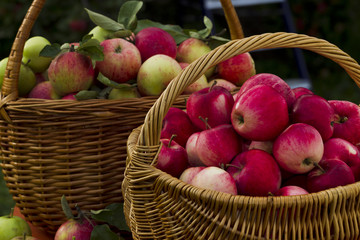 Red apples in wooden wicker basket