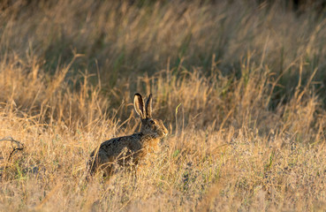 Wild hare in the steppe at sunset. Selective focus.