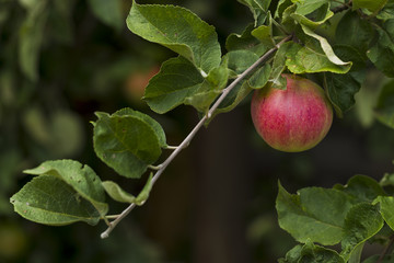 Apples on a tree branch on a background of green foliage