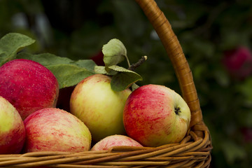 Red apples in wooden wicker basket