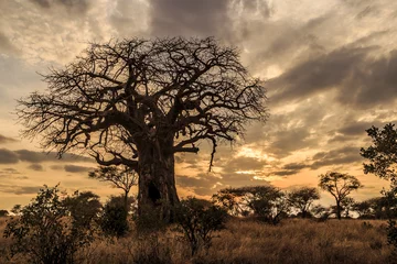 Fotobehang Baobab Tree at Sunset, Tanzania © Gary