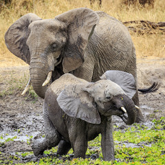 Naklejka na ściany i meble Elephants Playing in the Mud, Tanzania