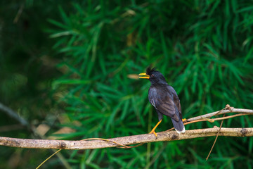 white vented myna on nature background