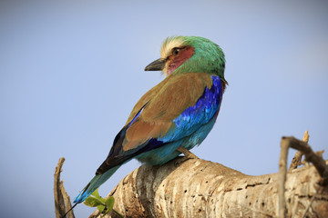 Fototapeta na wymiar Lilac-Breasted Roller, Tanzania