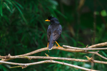 white vented myna on nature background