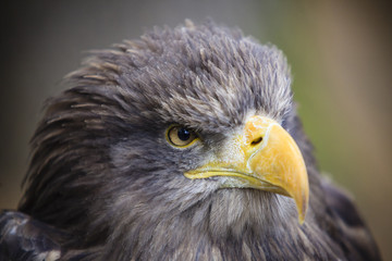 Fototapeta premium Portrait of Eagles