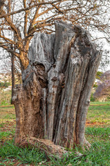Old tree trunk cut in half. Dead tree.