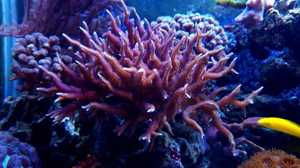 Hystrix sps coral