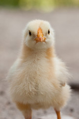 Chick