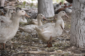 Domestic ducks on a farm in the village outdoors.