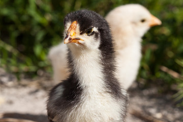 Chick