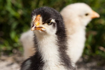 Chick