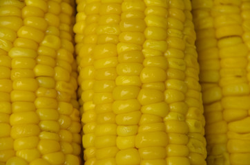 Background yellow boiled corn texture.