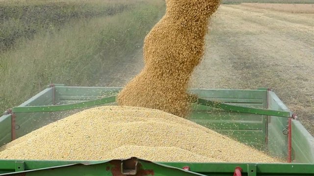 Combine harvester transferring freshly harvested soybean to tractor-trailer for transport, slow motion
