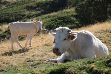 Cow eating grass in the mountains
