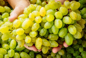 bunch of grapes in human hands