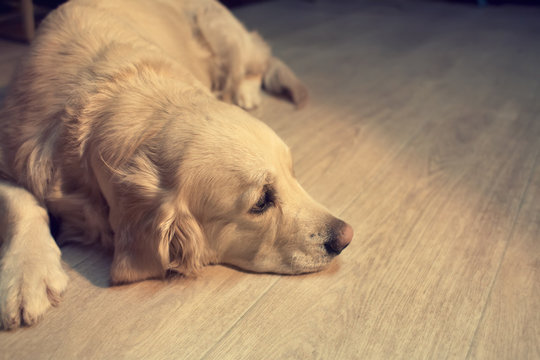 dog lying on the floor