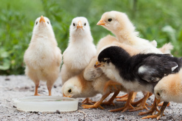 A group chick at farm.