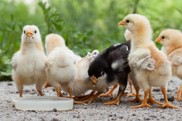 A group chick at farm.