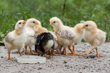 A group chick at farm.
